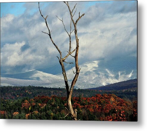 Autumn Metal Print featuring the photograph A Trees View by Nancy Griswold