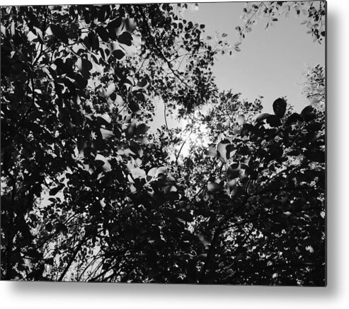 Abstract Metal Print featuring the photograph Abstract Leaves Sun Sky by Chriss Pagani