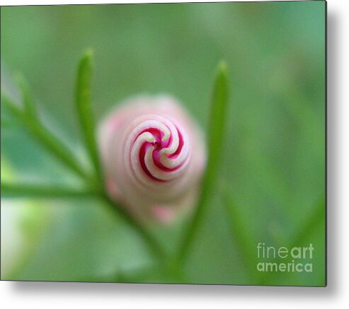 Flower Metal Print featuring the photograph Accelerating Acceptance Photography by Holy Hands