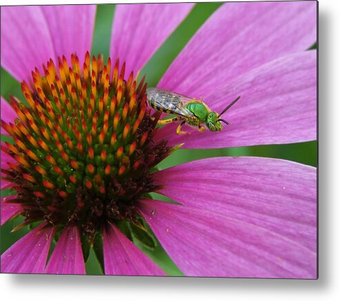 Sweat Metal Print featuring the photograph Agapostemon by Carl Moore