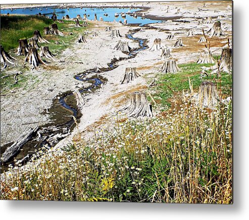 United States Metal Print featuring the photograph Alder Lake Stumps by Joseph Hendrix