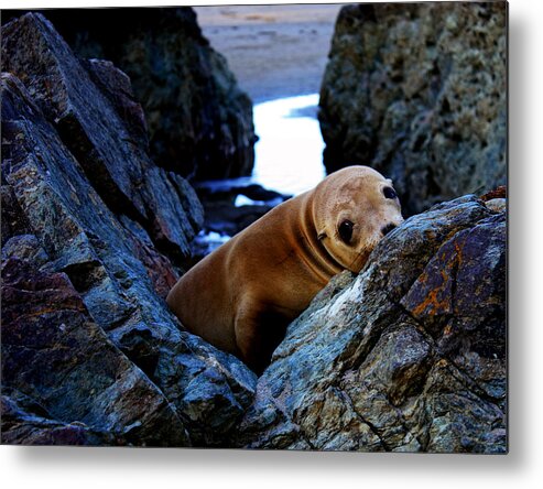 Baby Sea Lion Metal Print featuring the photograph Alone by Kami McKeon