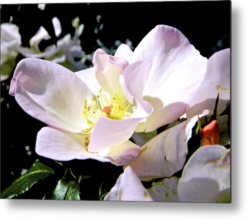 Flower Photography Metal Print featuring the photograph Along the Trail of Tears 003 by Michael Genevro