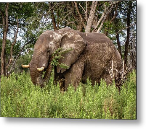 100324 Botswana & Zimbabwe Expeditions Metal Print featuring the photograph Alpha Male Elephant by Gregory Daley MPSA
