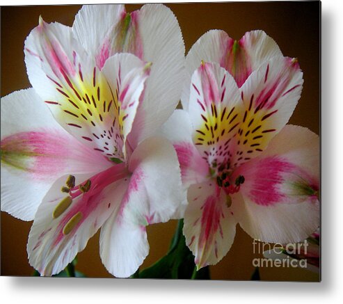 Nature Metal Print featuring the photograph Alstroemerias - Heralding by Lucyna A M Green