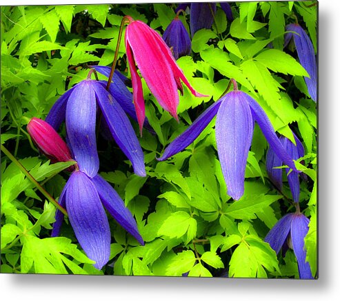 Clematis Metal Print featuring the photograph Clematis #1 by Neil Pankler