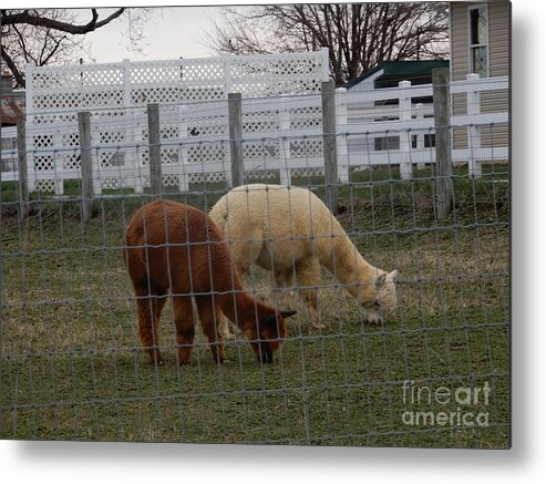 Amish Metal Print featuring the photograph An Evening Graze by Christine Clark