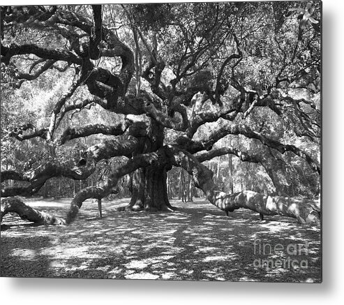 Black And White Metal Print featuring the photograph Angel Oak Tree Black and White by Melanie Snipes