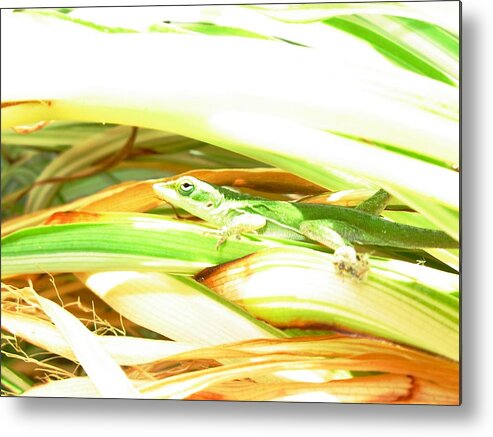 This Tiny Anole Is Resting And Sunning. Metal Print featuring the photograph Anole Sunning by Jeanne Juhos