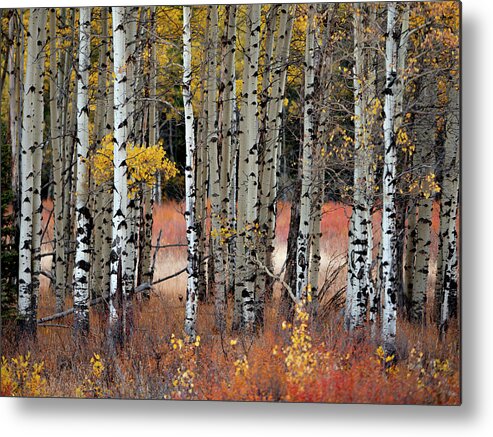 Aspen Metal Print featuring the photograph Appreciation II by Emily Dickey