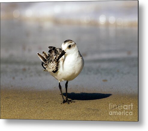 Fine Art Photography Metal Print featuring the photograph Aren't I Pretty? by Patricia Griffin Brett