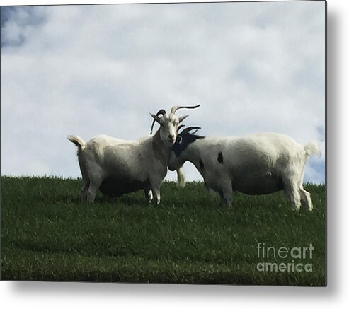 White Metal Print featuring the photograph Art Goats I by Margie Hurwich