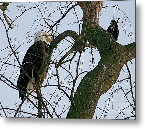 Nature Photography Metal Print featuring the photograph As The Eagle Looks On by Sue Stefanowicz