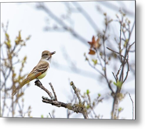 Ash-throated Flycatcher Metal Print featuring the photograph Ash-throated Flycatcher by Debra Martz