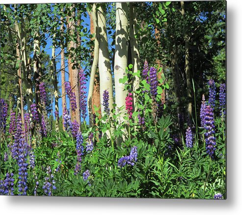 Lupine Metal Print featuring the photograph Aspen and Lupine by Marilyn Hunt