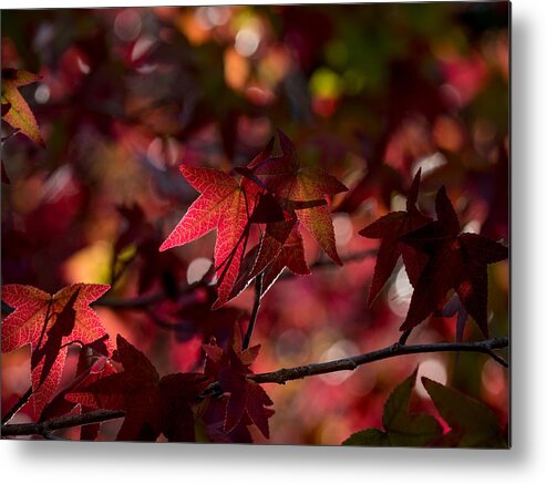 Leaves Metal Print featuring the photograph August Leaves by Derek Dean