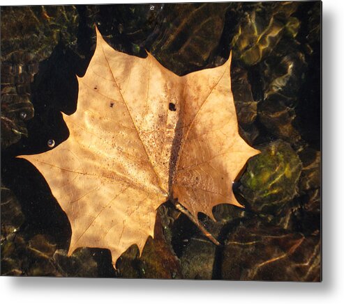 Leaf Metal Print featuring the photograph Autumn Drops in by Susan Esbensen