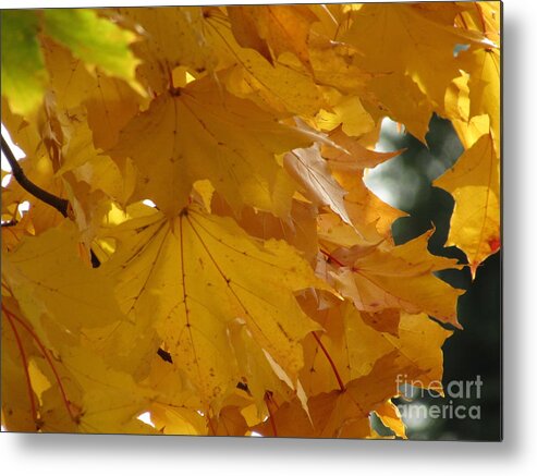 Maple Leaves Metal Print featuring the photograph Autumn Gold by Kim Tran