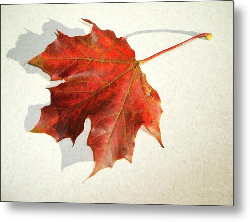 Brown Leaf Metal Print featuring the photograph Autumn leaf by Cliff Norton