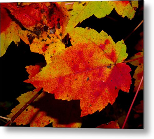 Nature Metal Print featuring the photograph Autumn Leaves by Robert Morin