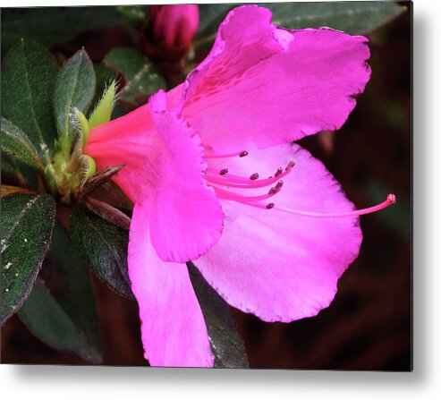 Beautiful Metal Print featuring the photograph Azalea 2018 by Cathy Harper