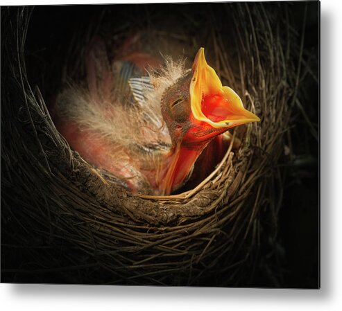 Age Metal Print featuring the photograph Baby bird in the nest with mouth open by William Lee