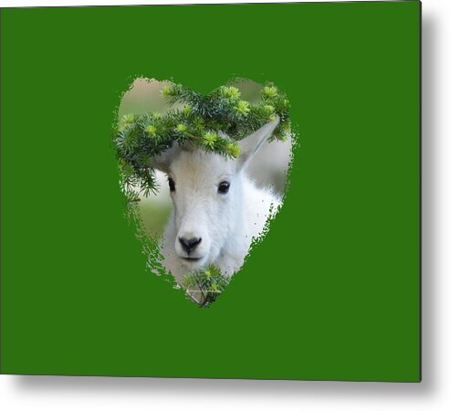 Mountain Goat Metal Print featuring the photograph Baby Mountain Goat Heart by Whispering Peaks Photography