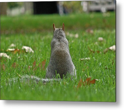 Philly Metal Print featuring the photograph Back of a Squirrel by Ruthanne McCann