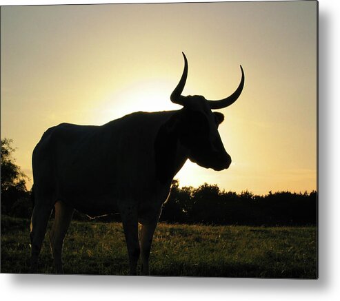 Backlit Metal Print featuring the photograph Backlit Longhorn by Ted Keller