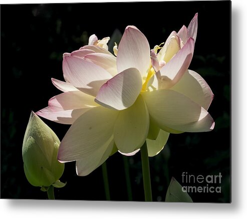 Flowers Metal Print featuring the photograph Backlit Lotus Blossom by Lili Feinstein