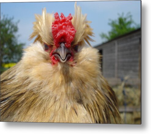 Rooster Metal Print featuring the photograph Bad tempered bearded bantam by Susan Baker
