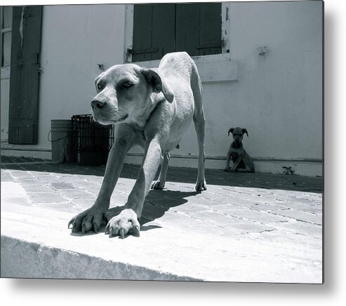 Dog Metal Print featuring the photograph Bahamas Dog by Becqi Sherman