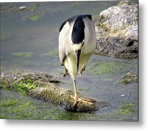 Birds Metal Print featuring the photograph Balance by Linda Stern