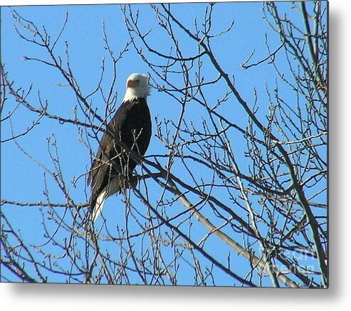 Bald Metal Print featuring the photograph Bald Eagle by Louise Magno