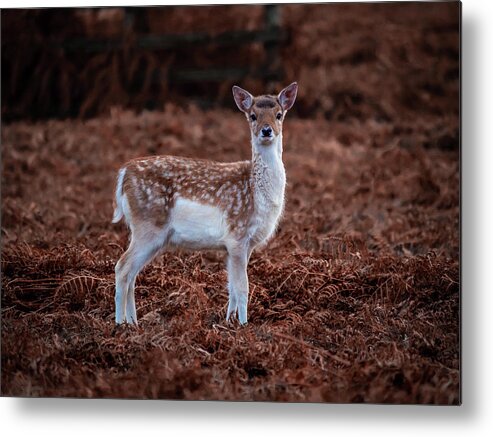 Deer Metal Print featuring the photograph Bambi in the Bracken by Nick Bywater