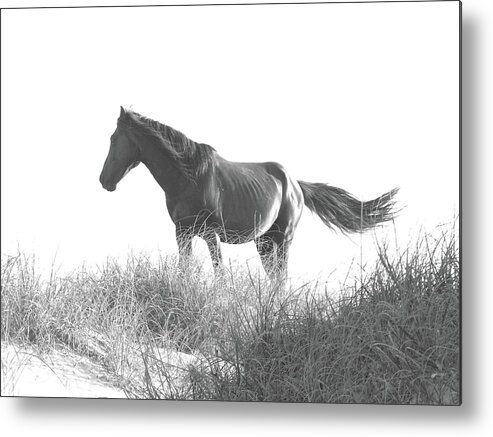 Banker Horse Metal Print featuring the photograph Banker Horse on Dune 1 by Jeffrey Peterson