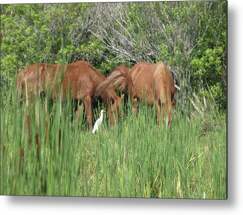 Banker Horses Metal Print featuring the photograph Banker Horses and Egret by Jeffrey Peterson