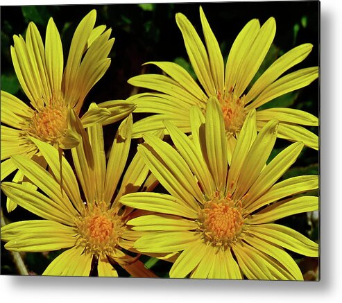 Flowers Metal Print featuring the photograph Be Happy by Diana Hatcher