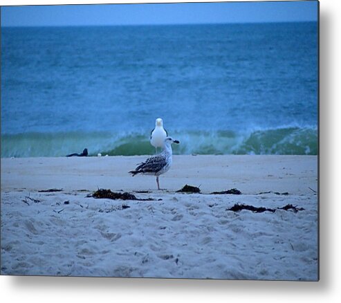 Shore Metal Print featuring the photograph Beach Birds by Newwwman