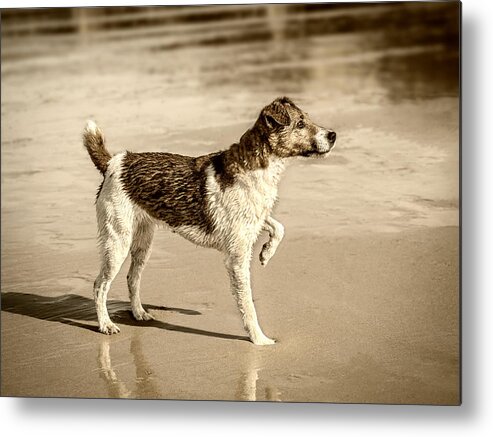 Dog Metal Print featuring the photograph Beach Ready by Nick Bywater