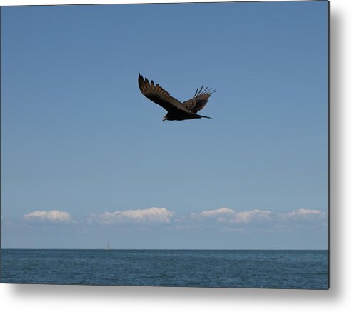 Beach Metal Print featuring the photograph Beach Vulture by Jeffrey Peterson