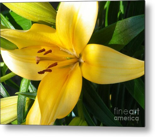  Metal Print featuring the photograph Beautiful Lily I by Sonya Chalmers