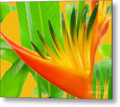 Bird Of Paradise Metal Print featuring the photograph Beauty From The Sun by Devalyn Marshall