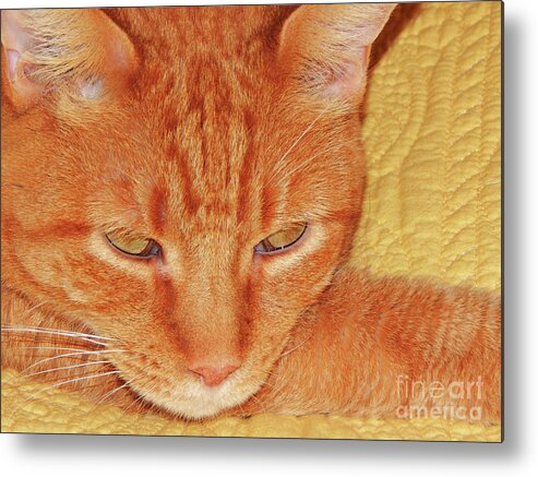 Cat Metal Print featuring the photograph Beauty Of A cat by Jan Gelders