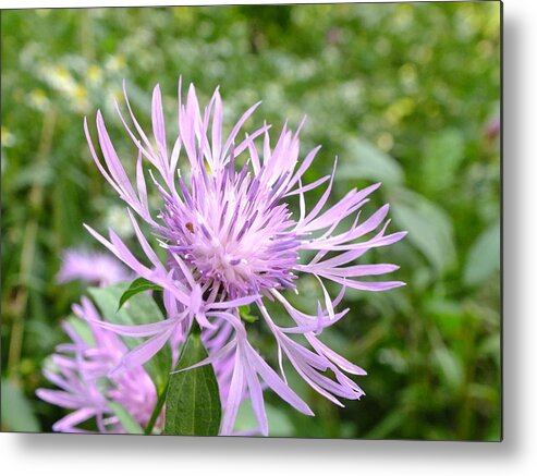 Nature Metal Print featuring the photograph Bee Balm by Peggy King