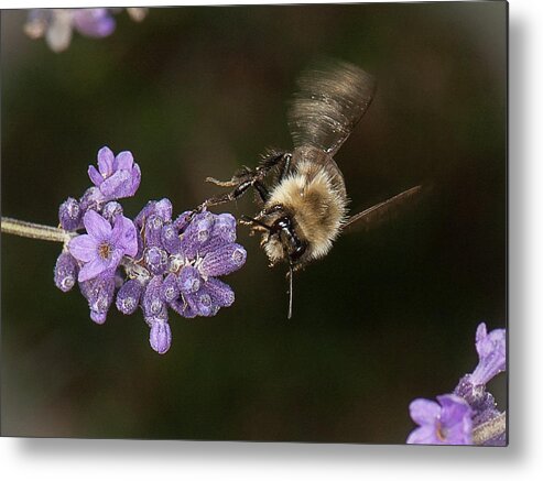 Bee Metal Print featuring the photograph Bee landing on lavender by Len Romanick