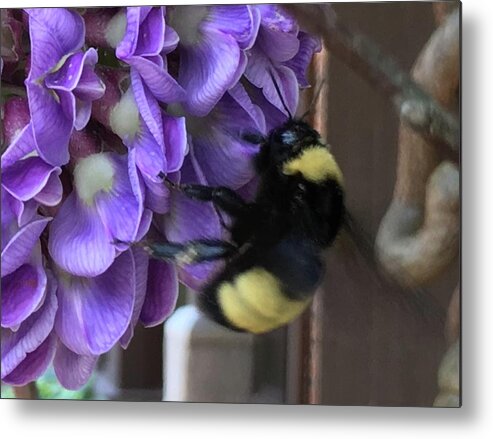 Bee Metal Print featuring the painting Bee on Native Wisteria I by Angela Annas