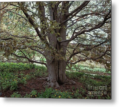 Photography Metal Print featuring the photograph Beech Tree by Kathie Chicoine