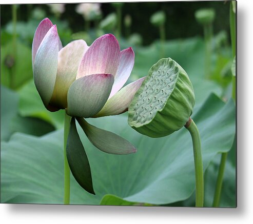Lotus Metal Print featuring the painting Before and After by Jamie Downs