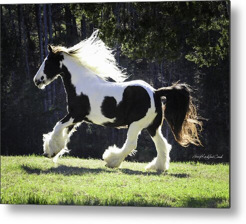 Gypsy Metal Print featuring the photograph Big Bold and Beautiful by Terry Kirkland Cook